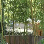 mobil-home-nature-bambous-calme-ardeche-domaine-gil